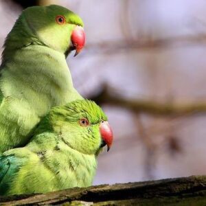 London's Rose Ringed Parakeets London