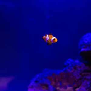 Orange and white striped clownfish swimming in deep blue water with coral formations in background