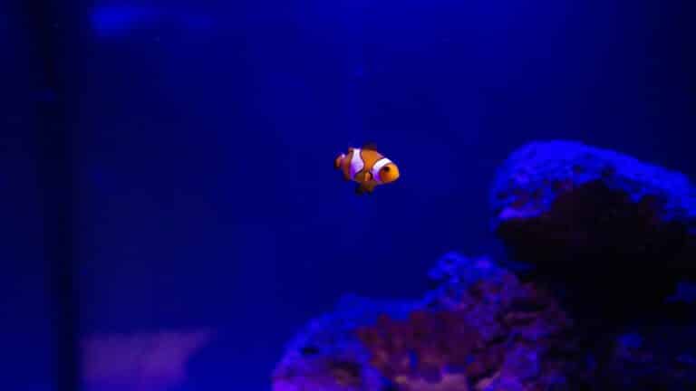 Orange and white striped clownfish swimming in deep blue water with coral formations in background