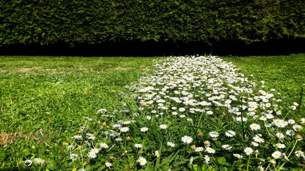 A lush patch of white daisies growing in a green lawn bordered by manicured hedges in a secluded London garden