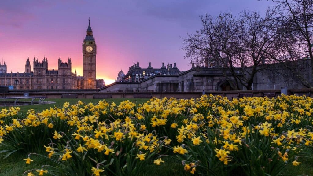 Big Ben and Houses of Parliament with daffodils in foreground during sunset in London