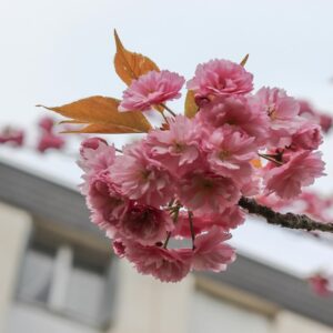 Close-up of pink cherry blossoms on a branch