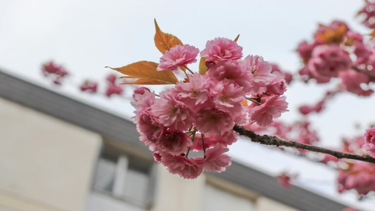 Close-up of pink cherry blossoms on a branch