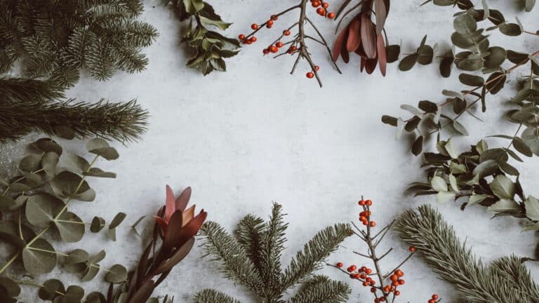 A flat-lay of Christmas greenery and berries arranged on a light background.