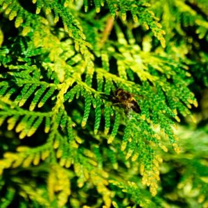 Close-up photograph of vibrant green fern leaves with yellow highlights in a moody, atmospheric setting