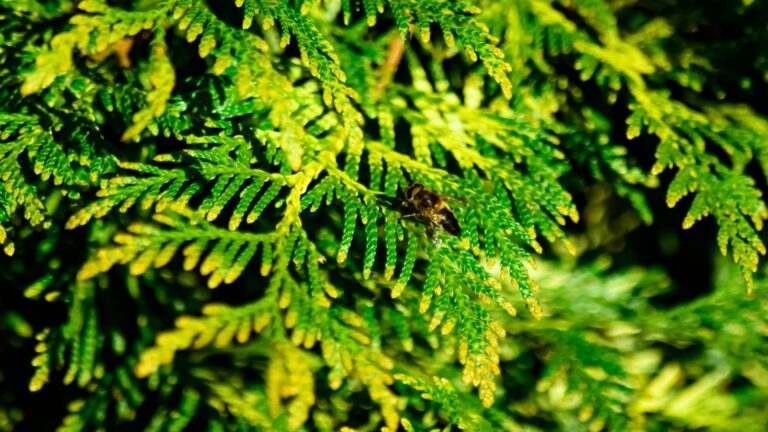 Close-up photograph of vibrant green fern leaves with yellow highlights in a moody, atmospheric setting