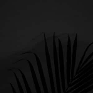 Silhouette of palm leaves against a dark background