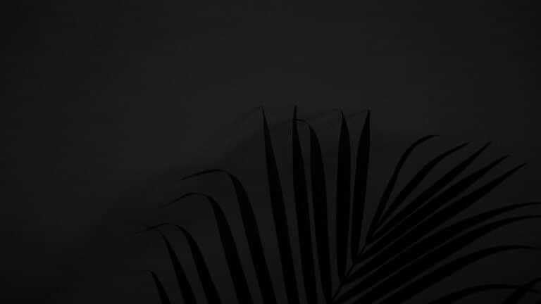 Silhouette of palm leaves against a dark background