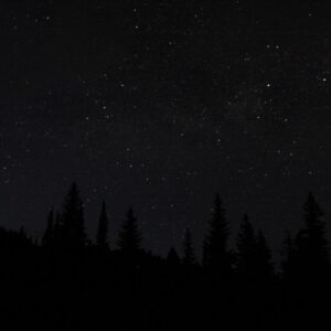 A dark night sky filled with stars above a silhouette of pine trees.