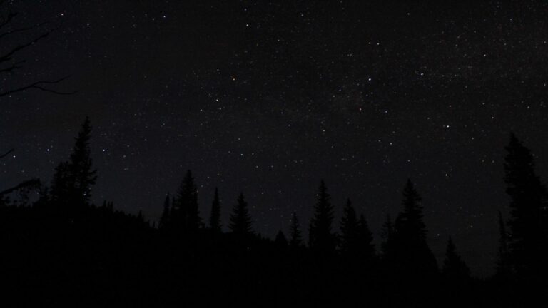 A dark night sky filled with stars above a silhouette of pine trees.