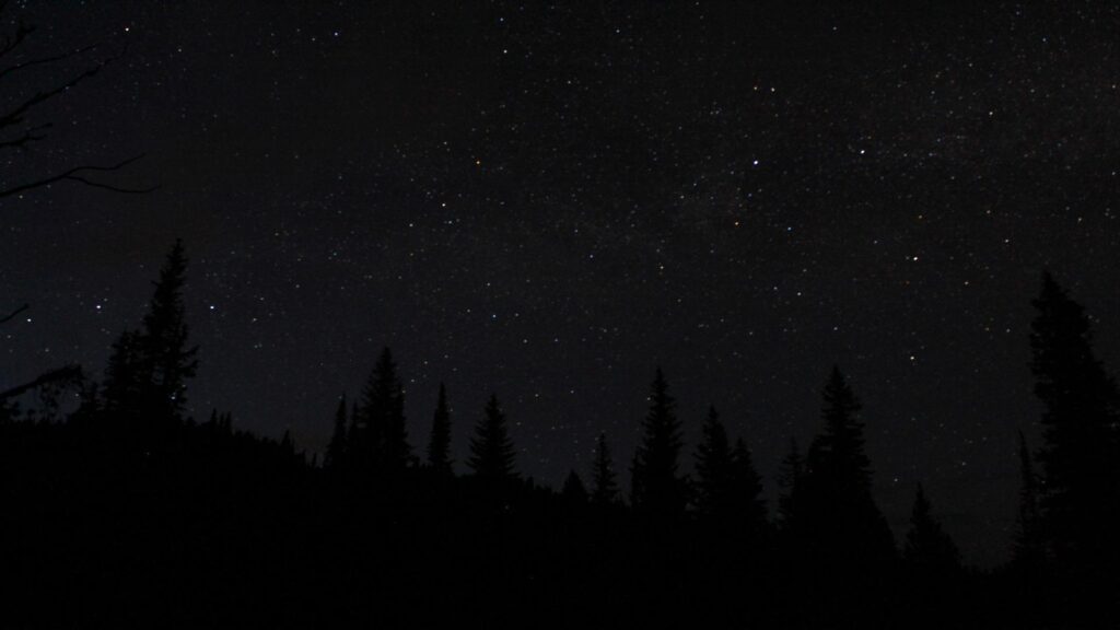 A dark night sky filled with stars above a silhouette of pine trees.