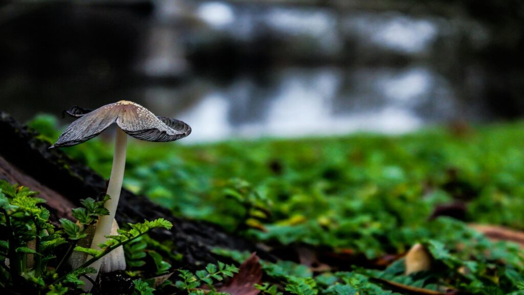 Close-up of a solitary white mushroom with a gray cap against blurred green forest vegetation