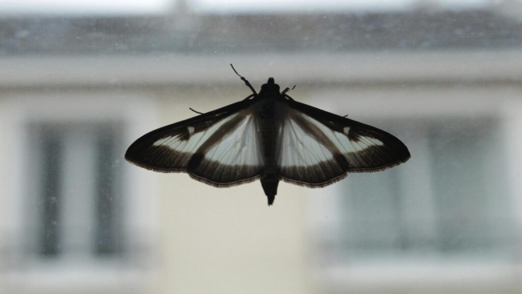 Silhouette of a moth on a window