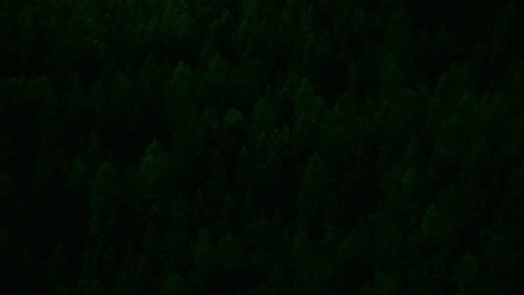 Aerial view of a dense forest canopy