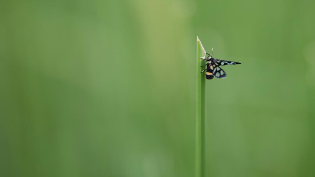 Insect on a green stem with blurred background