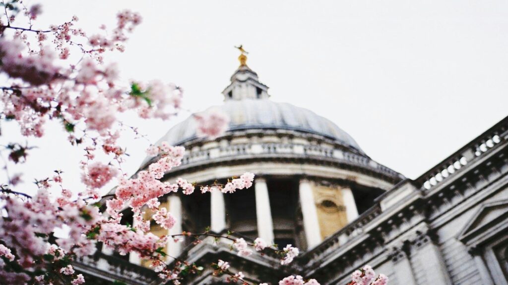 St. Paul's Cathedral dome with cherry blossoms in foreground