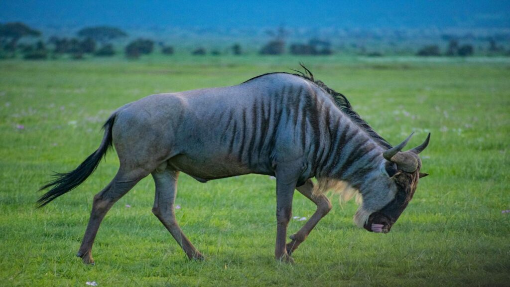 A wildebeest grazing in a grassy field