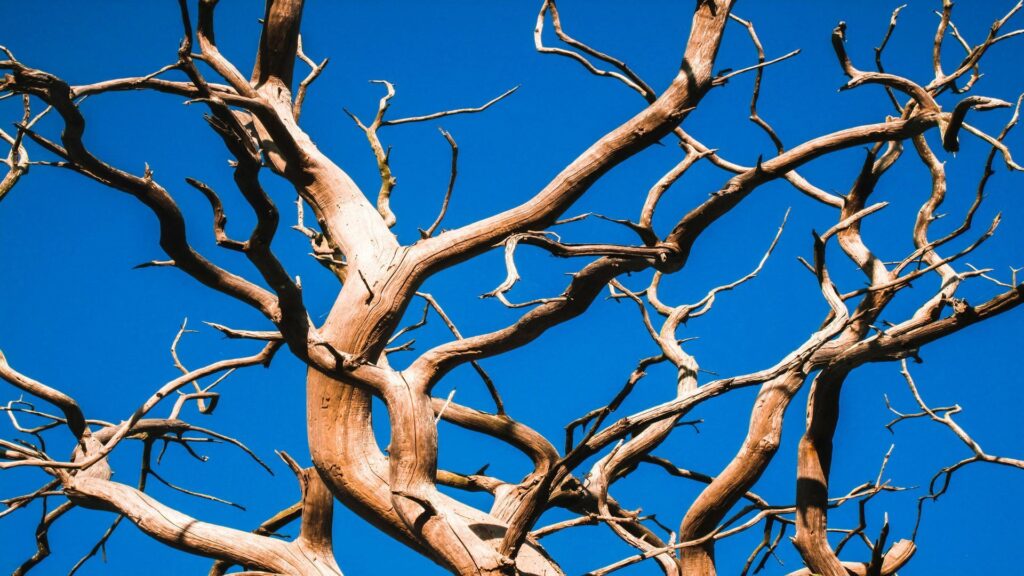 A weathered dead tree with twisted bare branches against a vivid blue sky