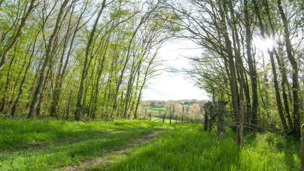 A serene forest path with lush green trees and sunlight filtering through.