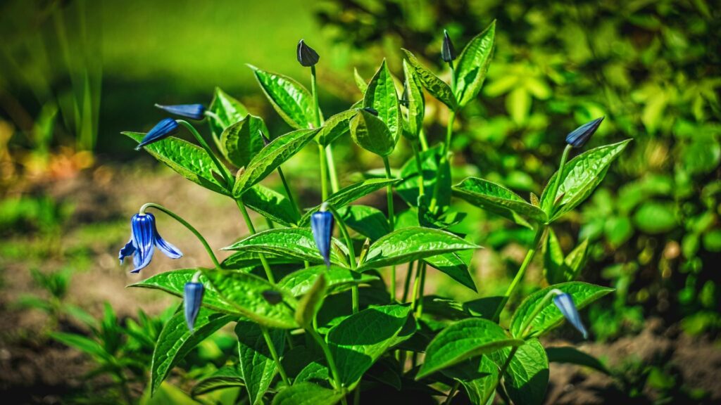 Close-up of blue bell-shaped flowers surrounded by green leaves in a garden.