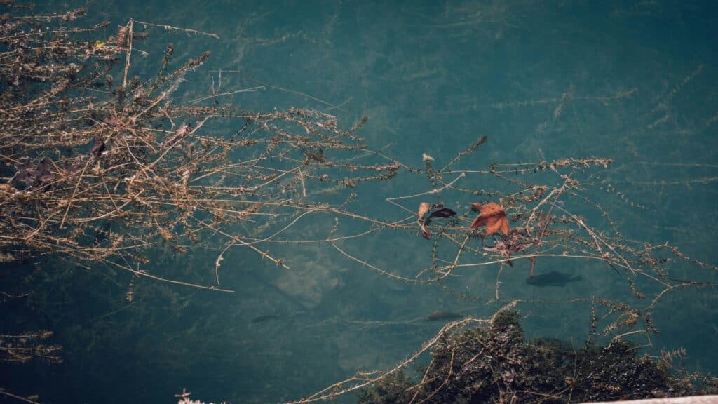 Branches and leaves floating in clear water