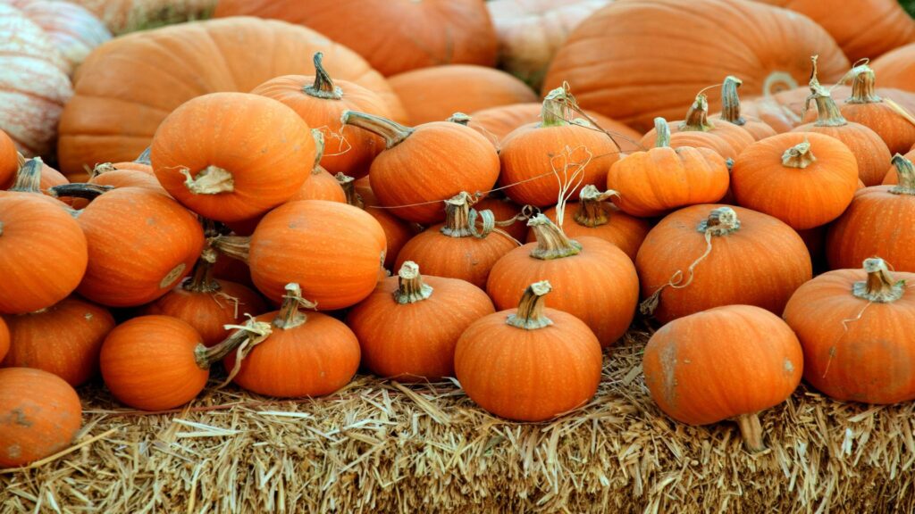 Multiple orange pumpkins arranged on hay bales at a traditional farm setting