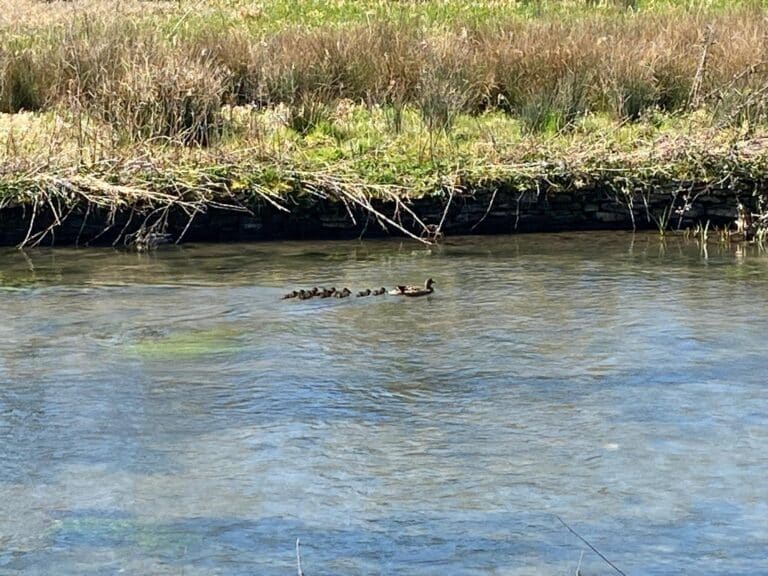 People enjoying London Things To Do In London with London Sightseeing Taxi Tours